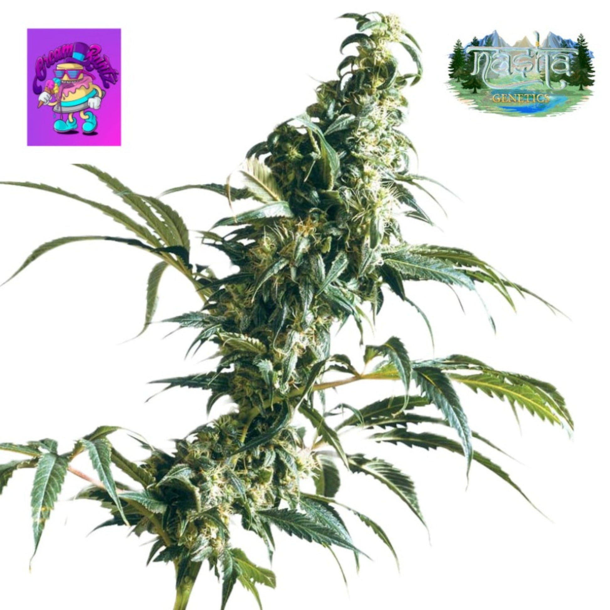 Nasha Genetics Cream Runtz Feminized Seeds 10pk