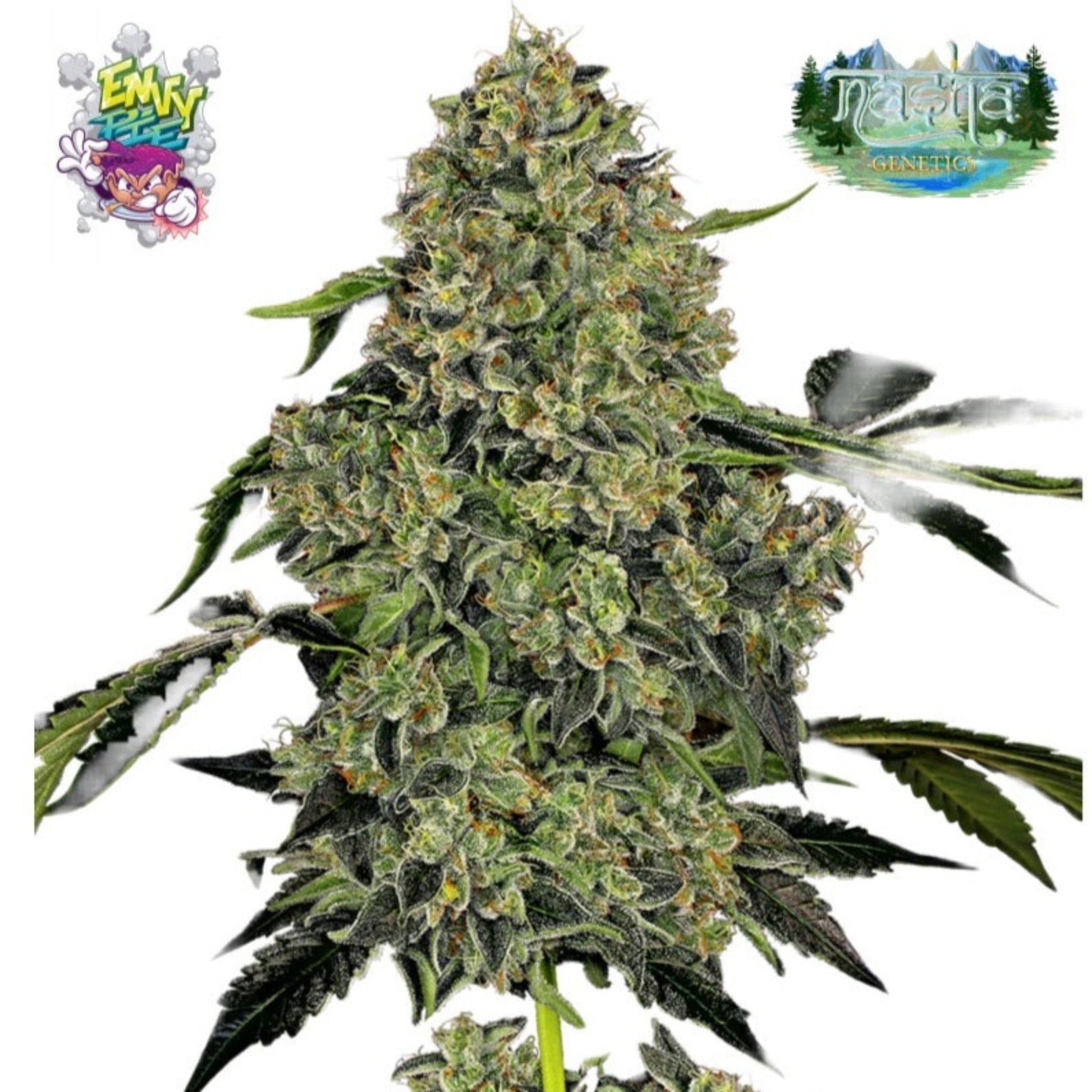 Nasha Genetics Envy Pie Feminized Seeds 10 Pack