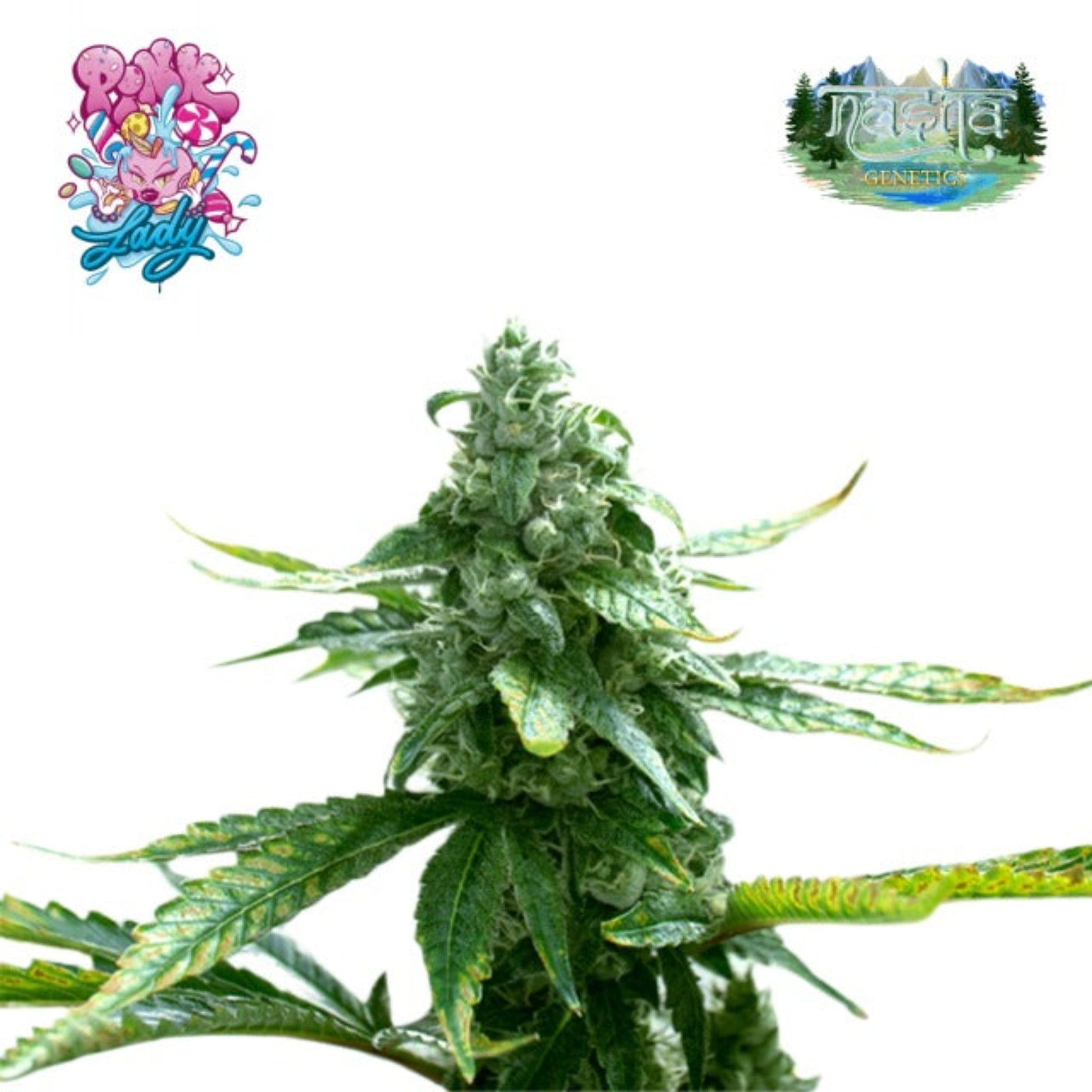 Nasha Genetics Pink Lady Feminized Seeds 10-Pack