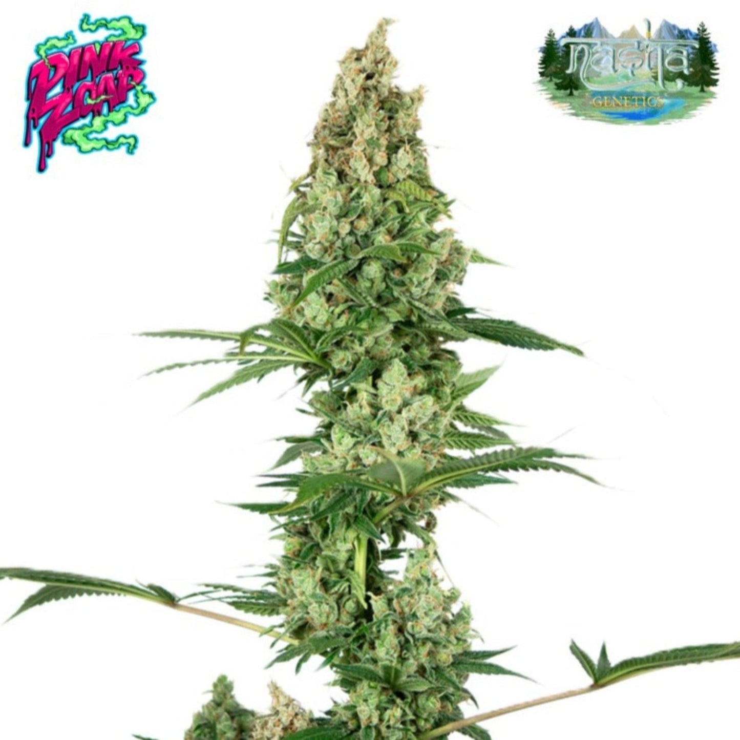 Nasha Genetics Pink Zoap Feminized Seeds 10pk