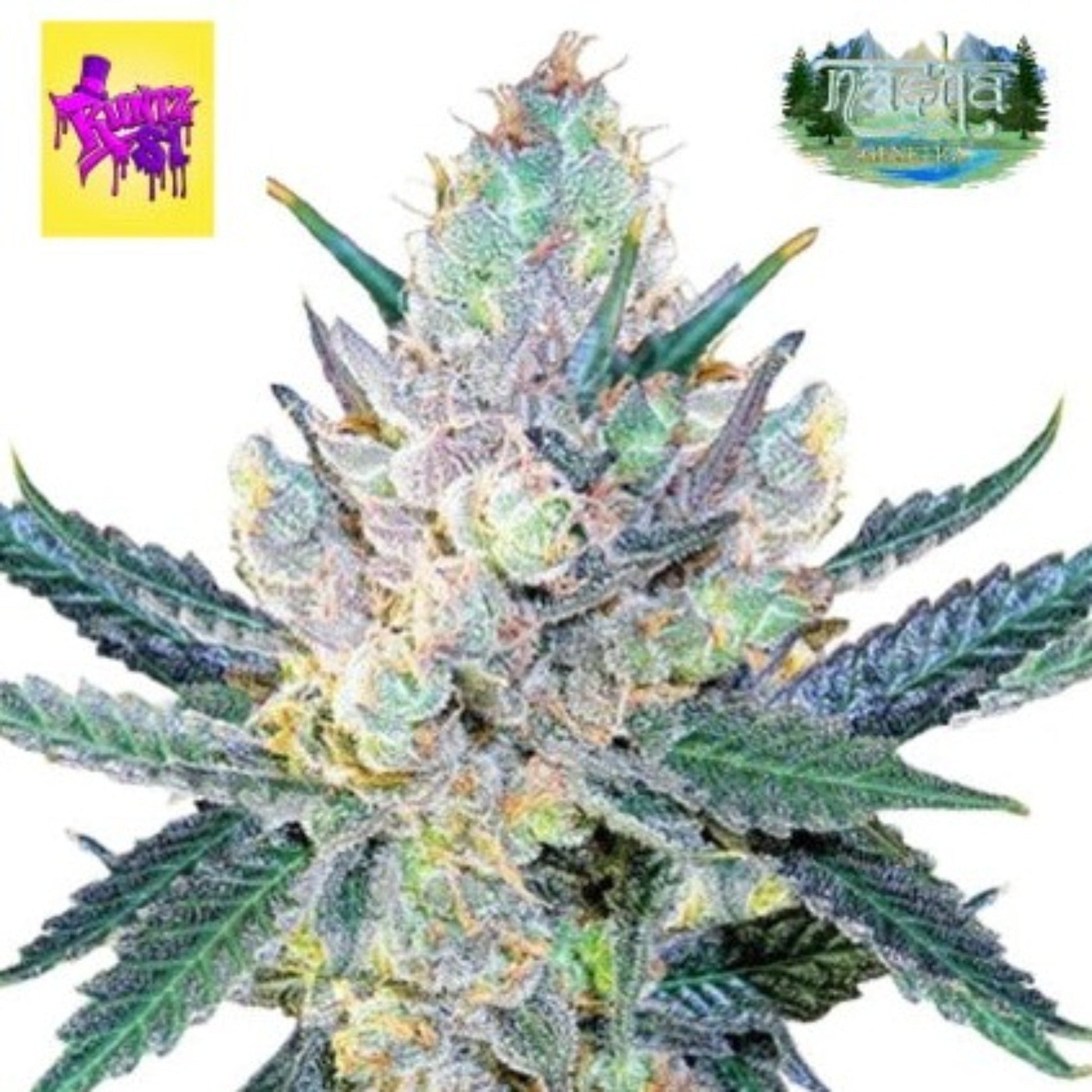 Nasha Genetics Runtz S1 Feminized Seeds 10-Pack