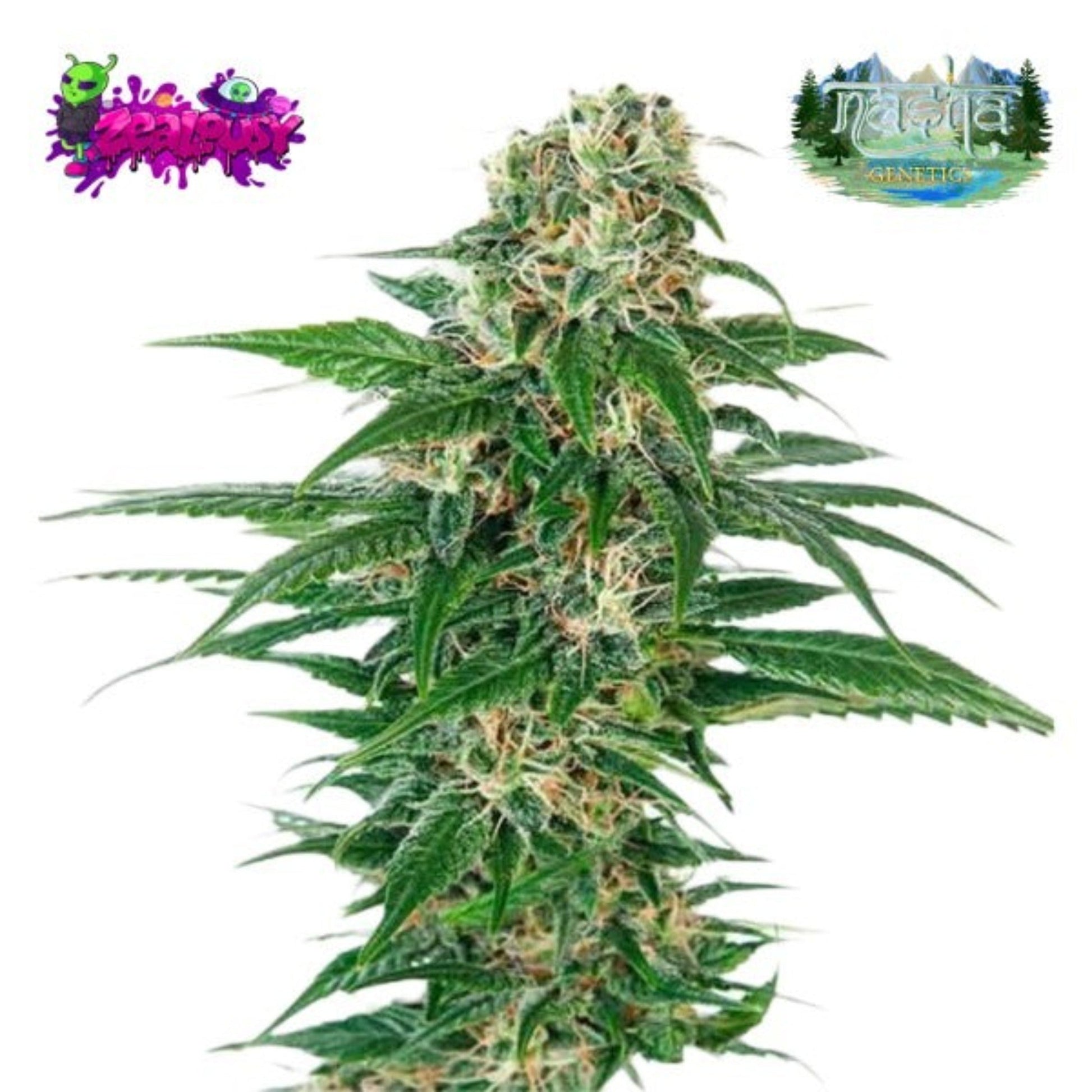 Nasha Genetics Zealousy Feminized Seeds 10pk