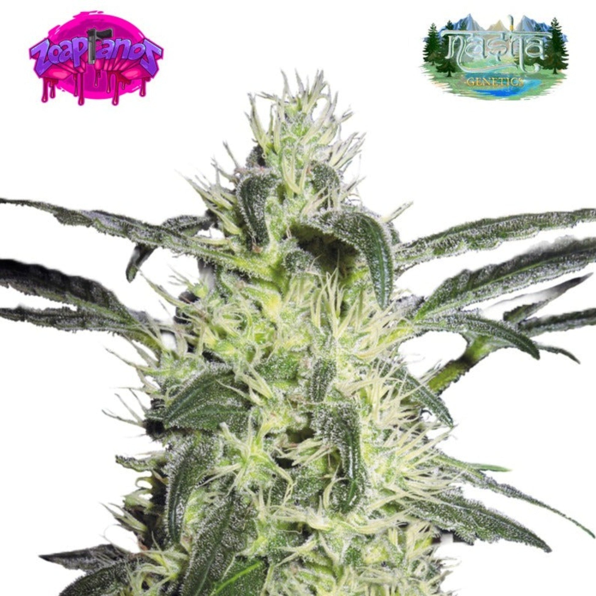 Nasha Genetics Zoapranos Feminized Seeds 10 Pack