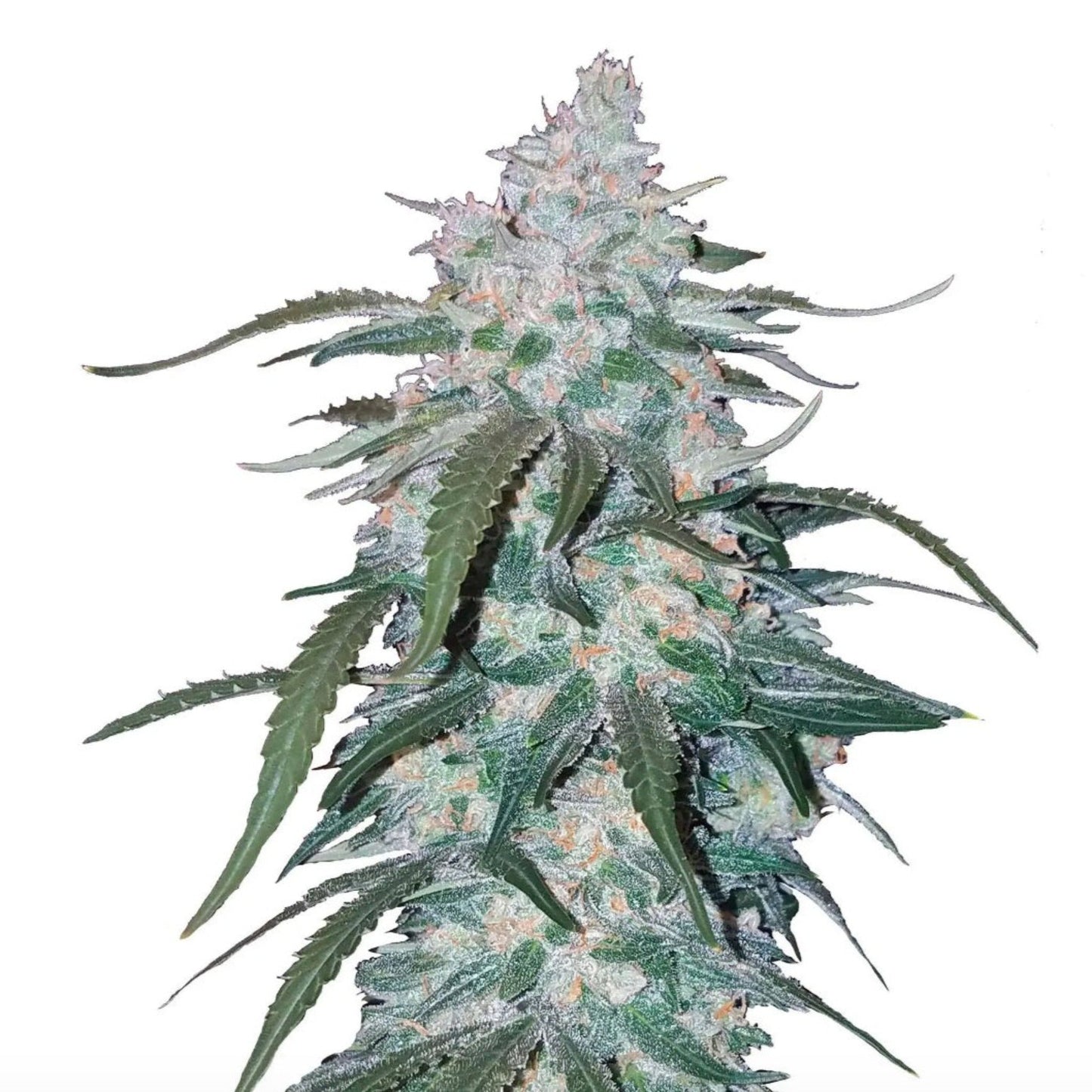 Beaver Seeds Pineapple Express Autoflowering Seeds 5pk
