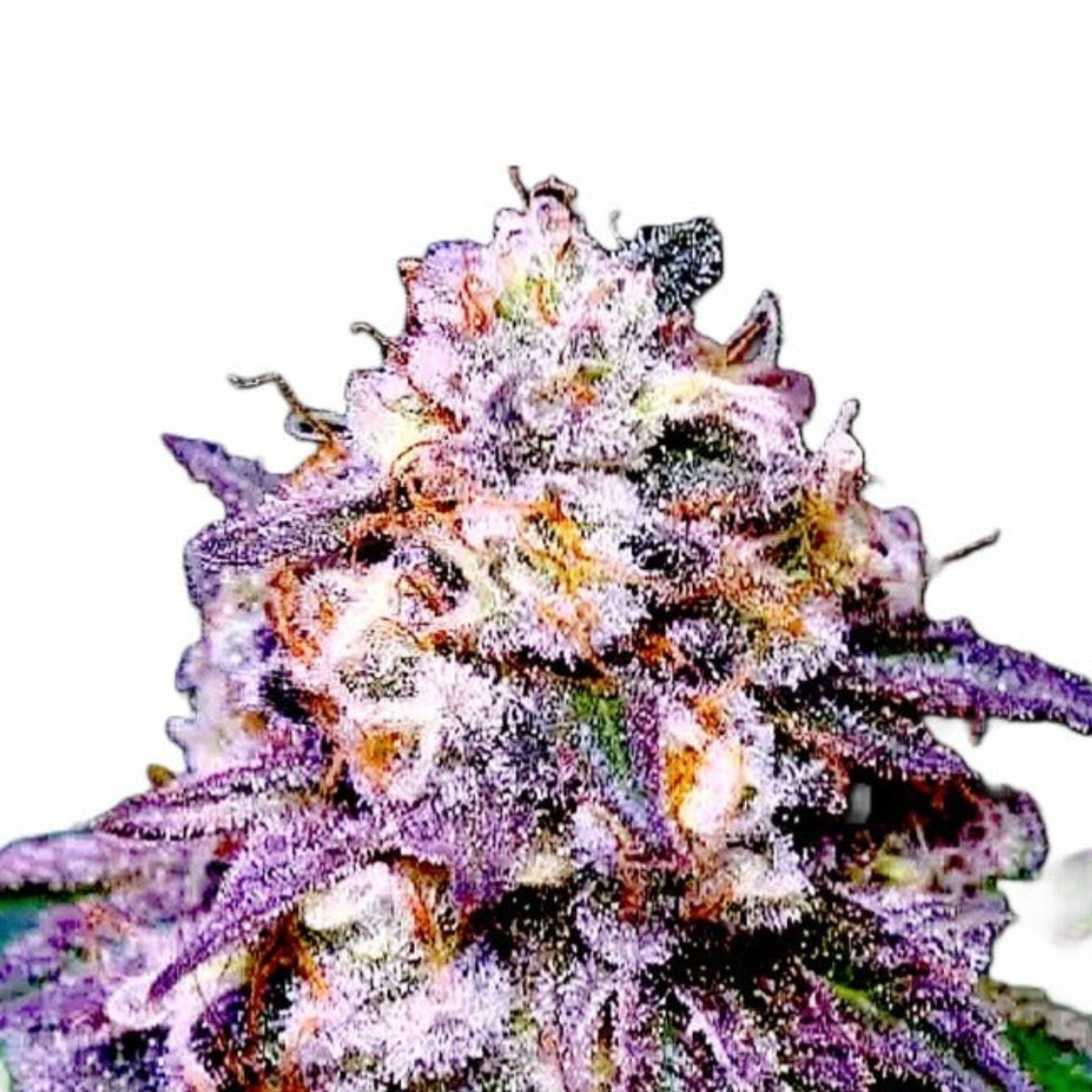 Weed Seeds Pink Runtz Feminized Seeds 6