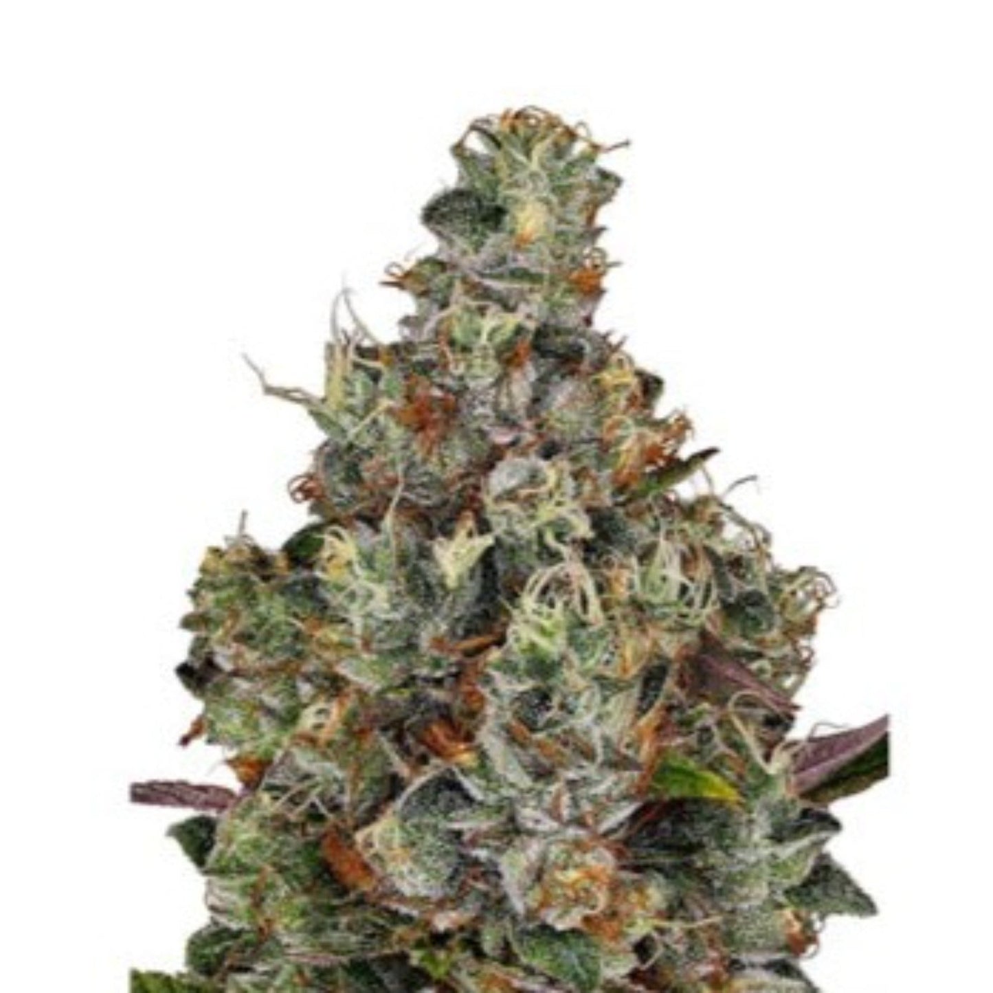 Weed Seeds Plushberry Autoflower Seeds 6pk