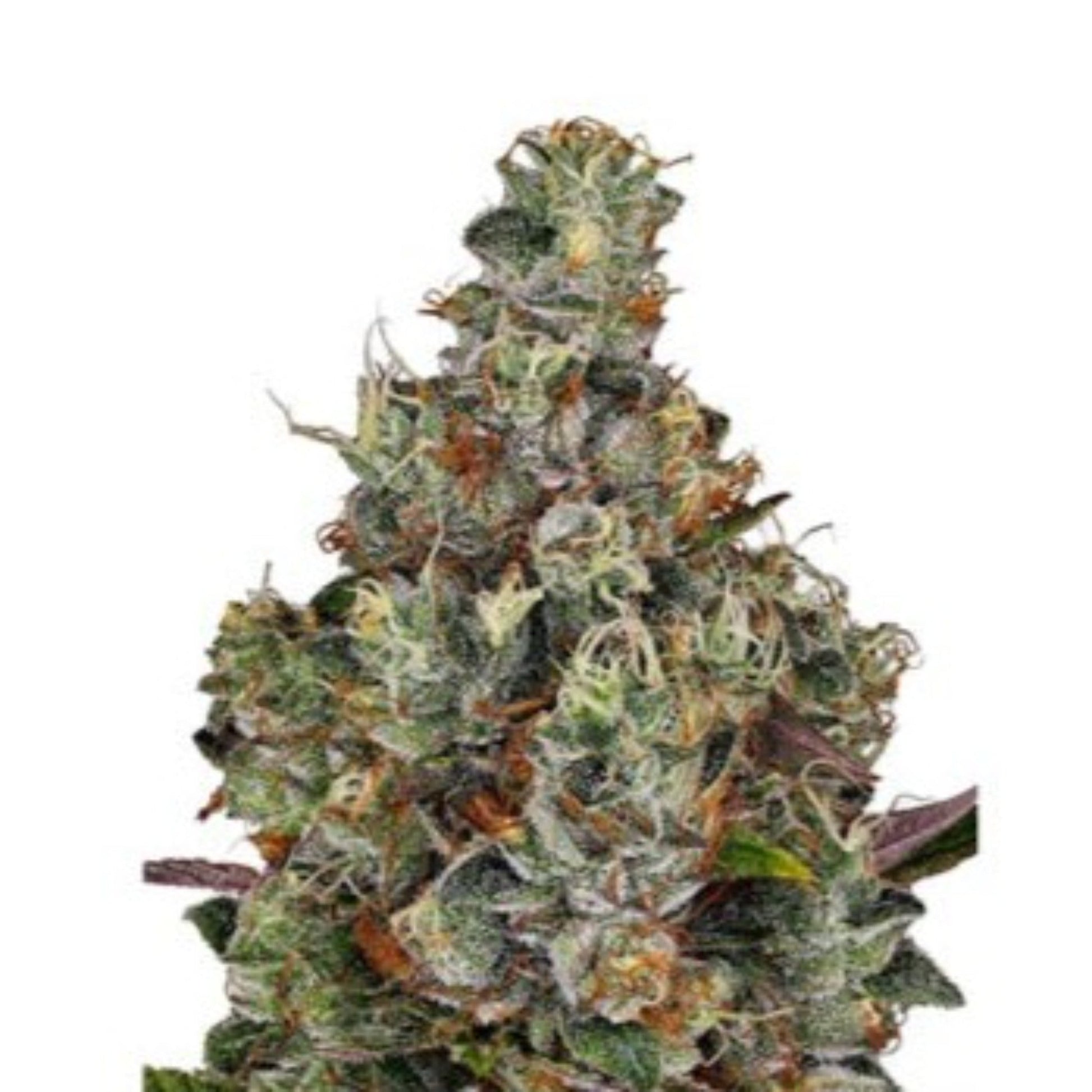 Weed Seeds Plushberry Autoflower Seeds 6pk