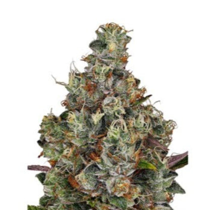 Weed Seeds Plushberry Autoflower Seeds 6pk