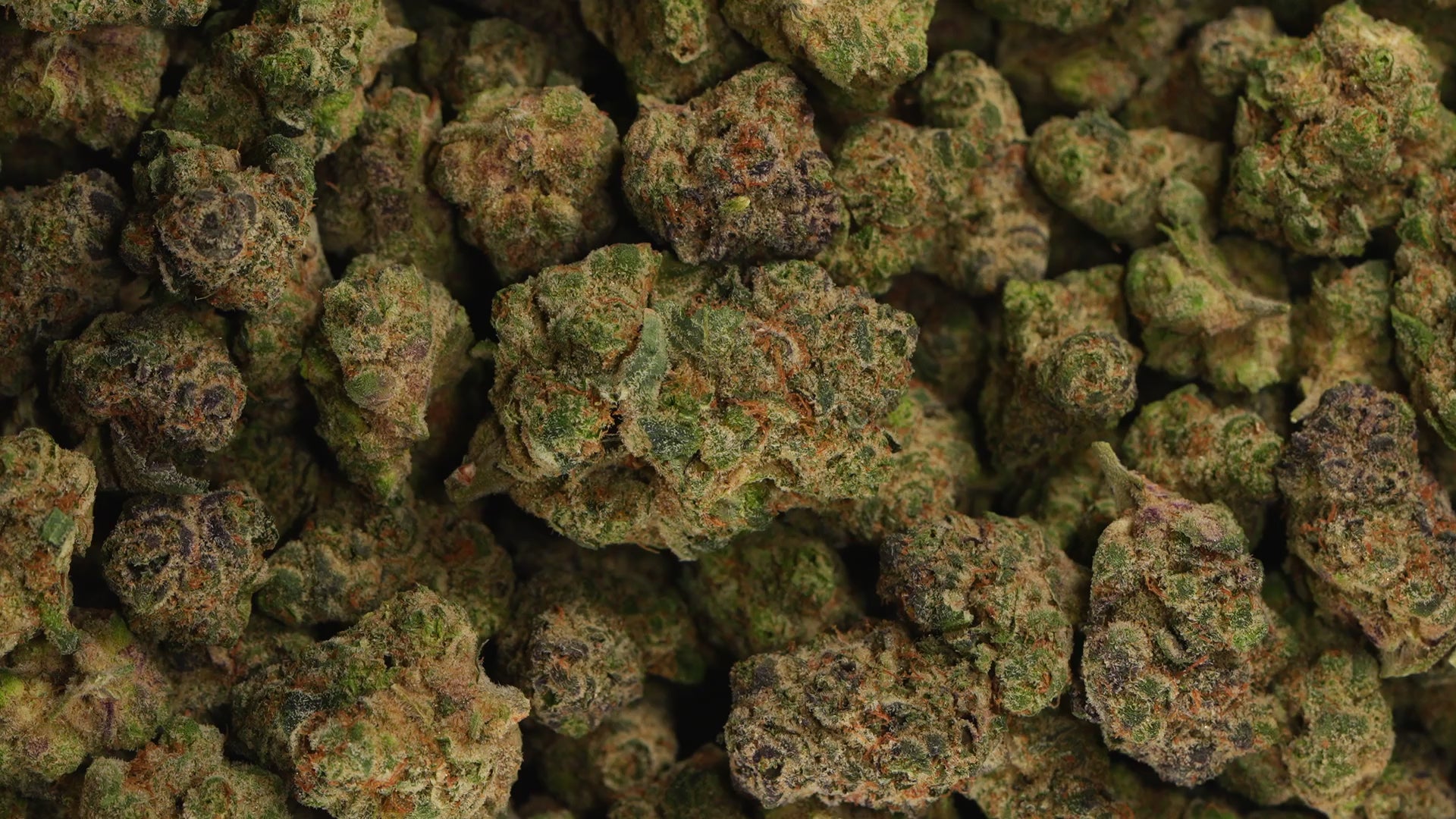 The Dopest Ronin Genetics Saba 11 Indoor Top Shelf Flower 3.5g