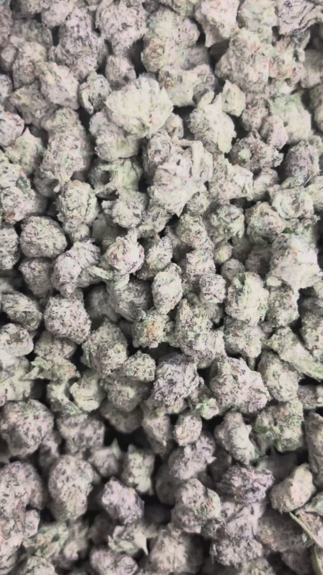Snow Caps Smalls THCA Covered Frosty Punch Flower 3.5g
