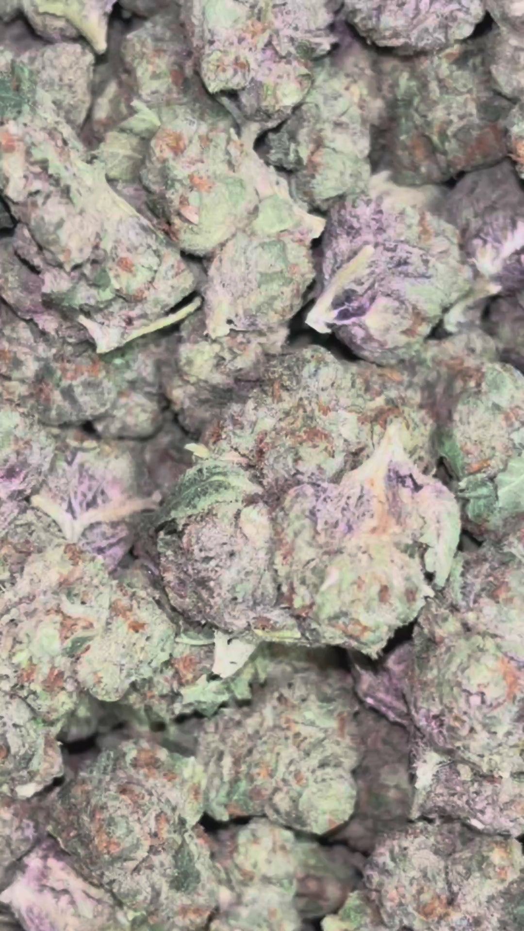 The Dopest Premium Gelato Indica Flower 3.5G