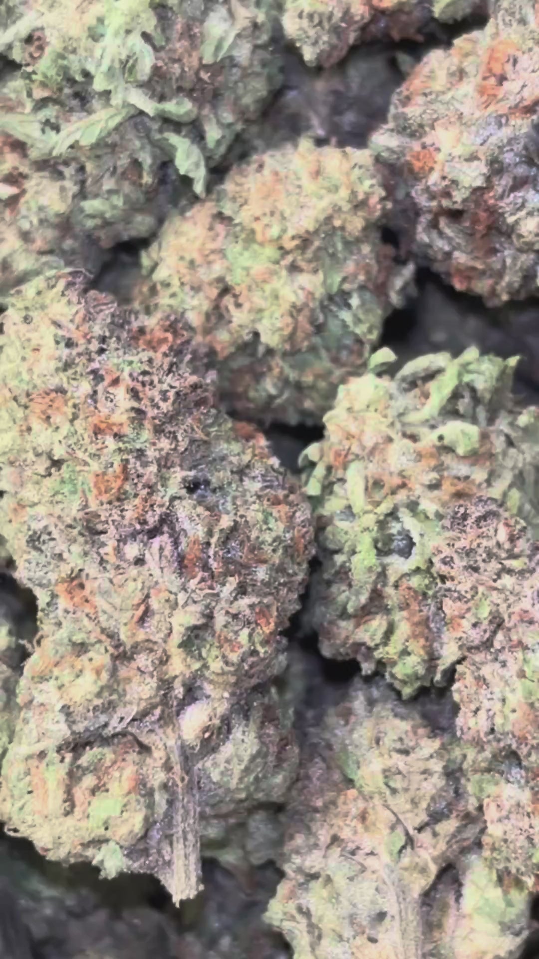 The Dopest Premium Cheetah Piss Hybrid Flower 3.5G