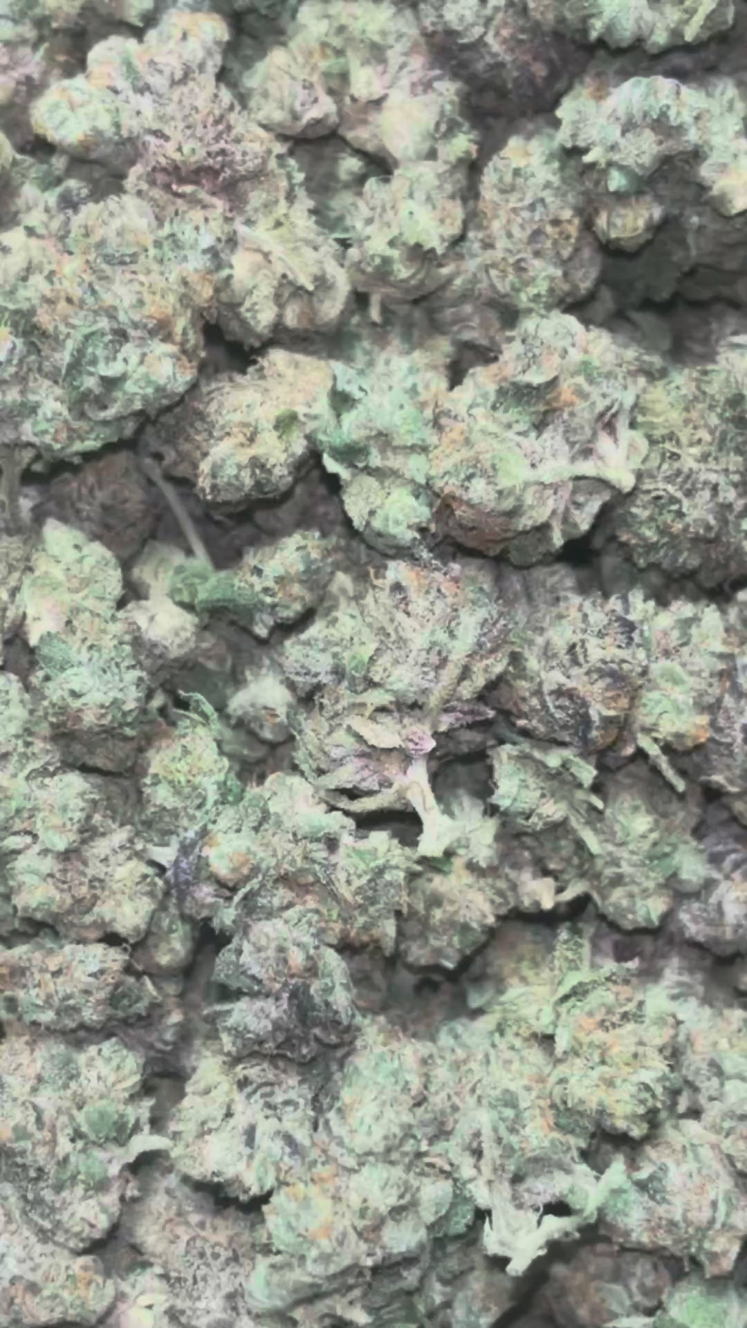 The Dopest Fruit Roll Up Smalls 14G Hybrid THCA Flower