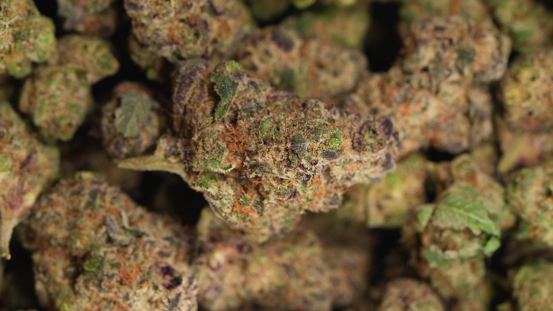 The Dopest Gorilla Glue X Tropicana Crumbs 2G THCA Dual Flavor Disposable