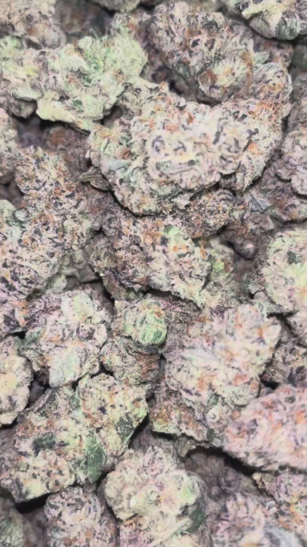 The Dopest Indoor Glitter Bomb Hybrid Flower 3.5g