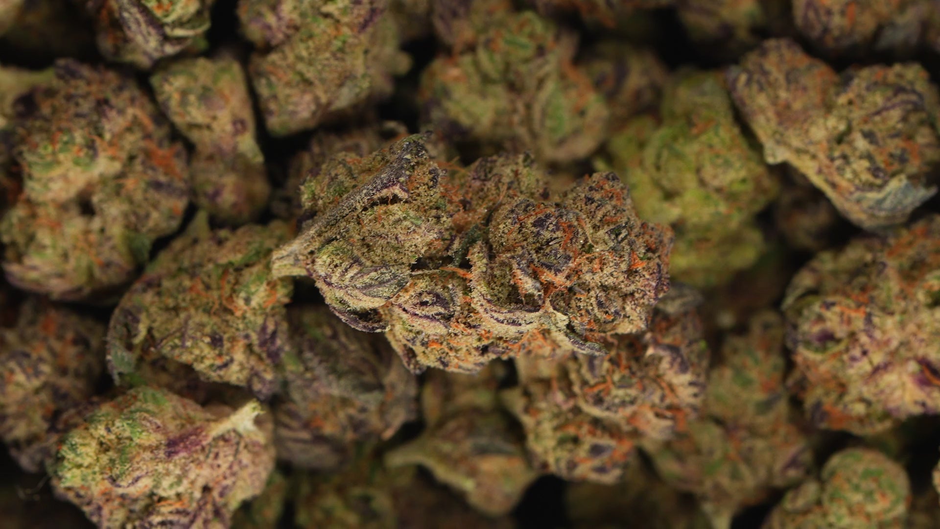 The Dopest Ronin Genetics Lemon Fire Indoor Top Shelf Flower 3.5g