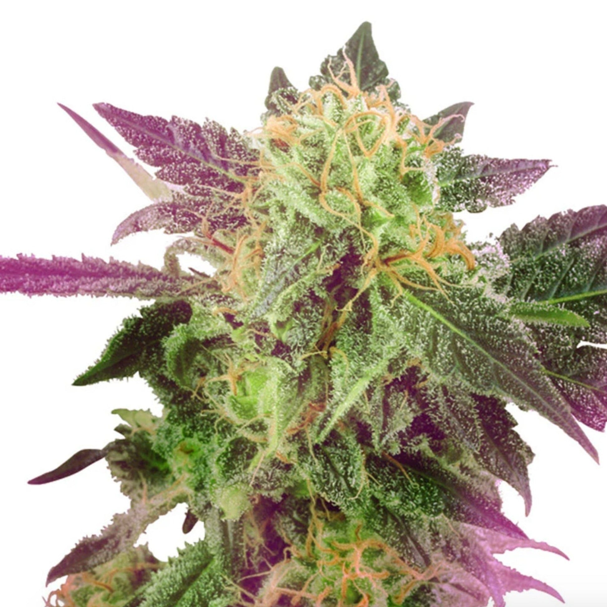 Weed Seeds Purple Bubba Kush Feminized Seeds 6 Pack