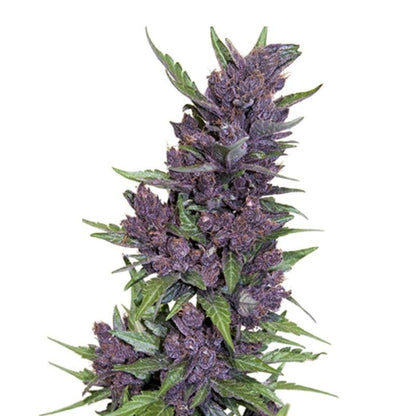 Purple Kush Autoflower Feminized Seeds 6