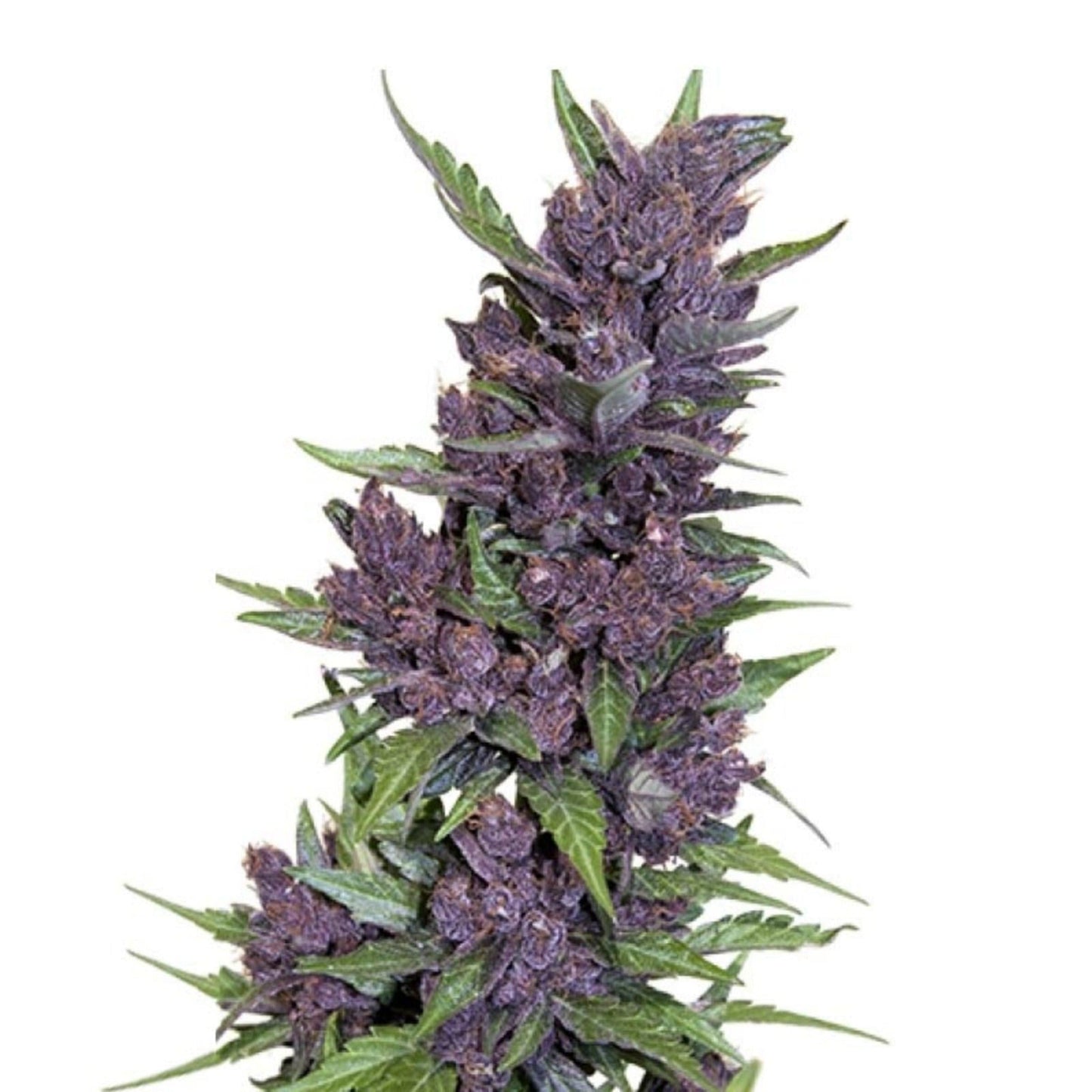 Weed Seeds Purple Kush Autoflower Feminized Seeds