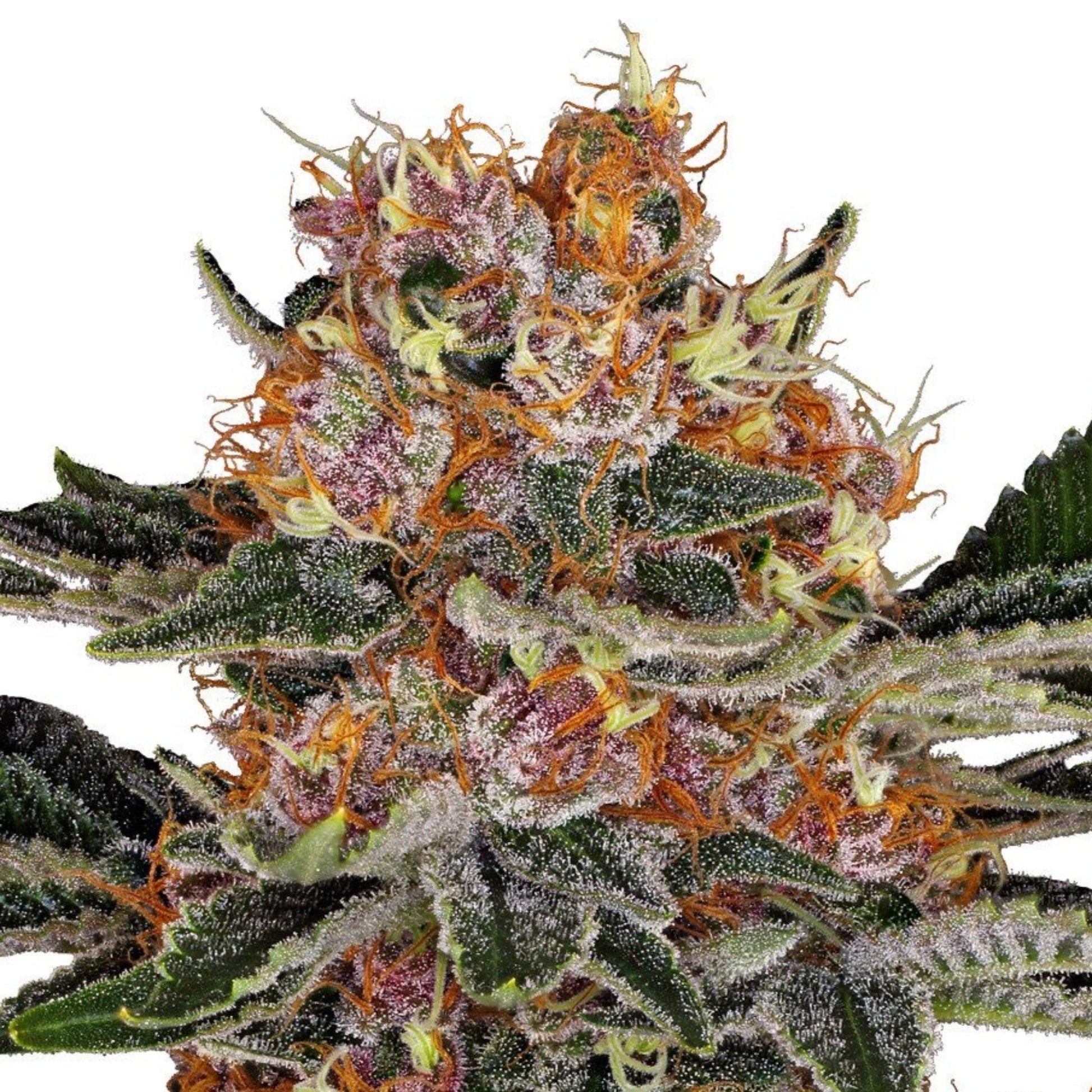 Nasha Genetics Purple Punch Autoflower Seeds 6pk