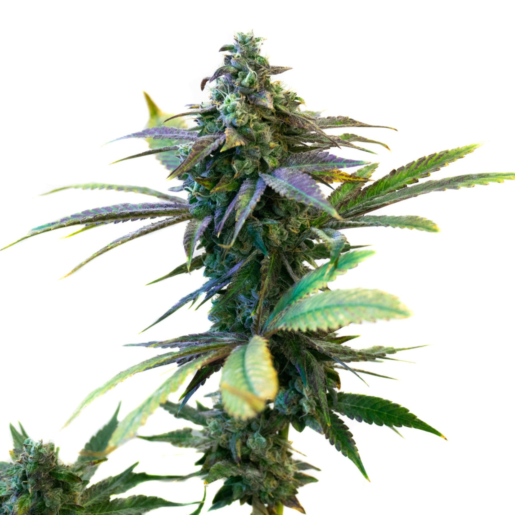 Weed Seeds Purple Sunset Autoflower Seeds 6pk