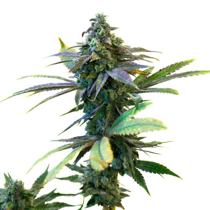 Weed Seeds Purple Sunset Autoflower Seeds 6pk