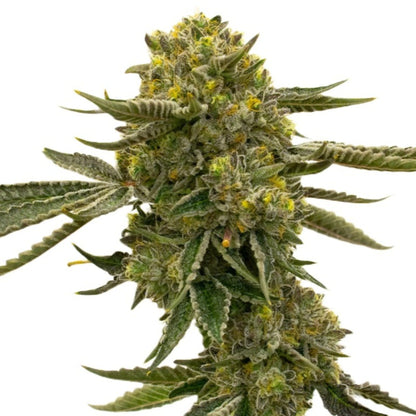 Weed Seeds Quarter Pounder Autoflower Seeds 6 Pack