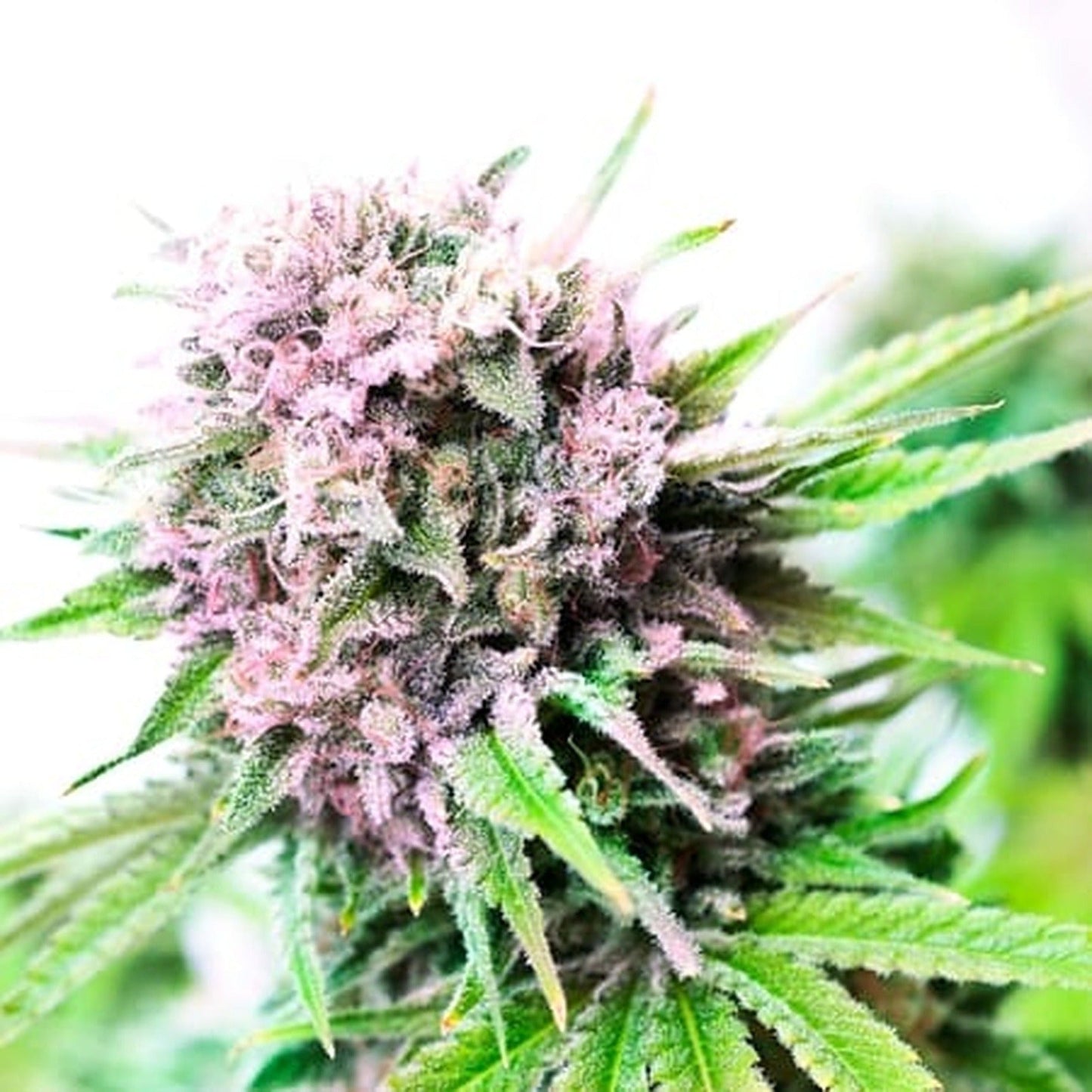 Weed Seeds Rainbow Kush Feminized Seeds 6ct