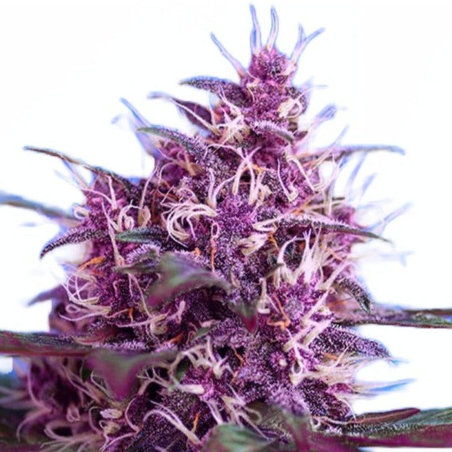 Weed Seeds Red Devil Autoflower Feminized Seeds 6