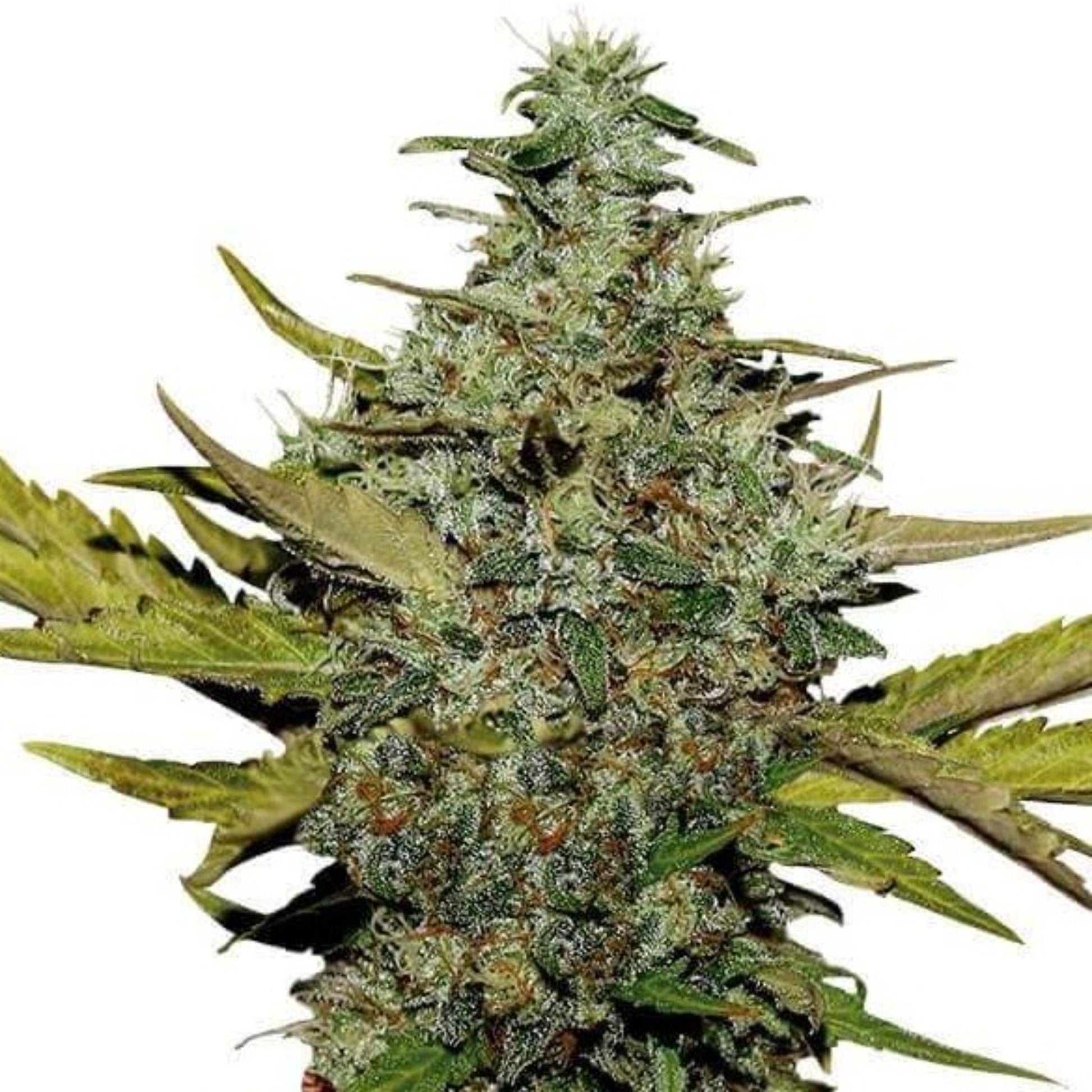 Red Super Skunk Autoflower Seeds 6ct