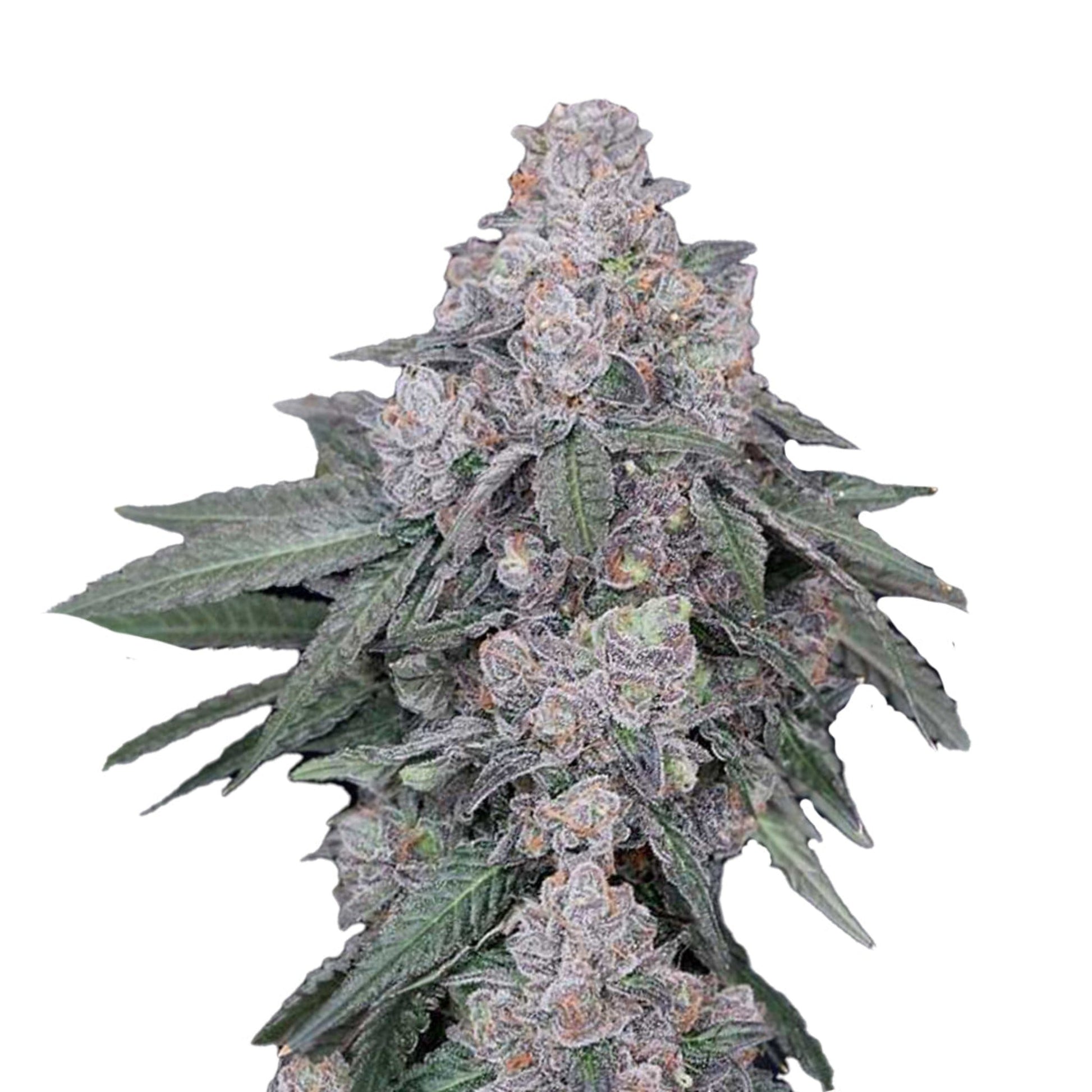 Weed Seeds Runtz Autoflower Feminized Seeds