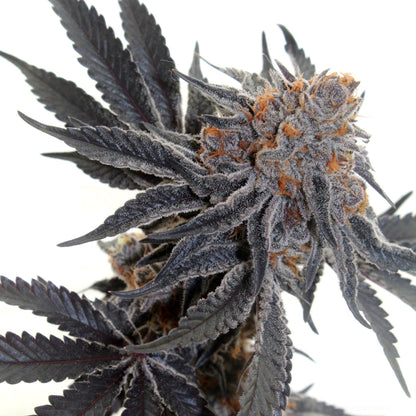 Weed Seeds Sherbet Autoflower Seeds 6pk