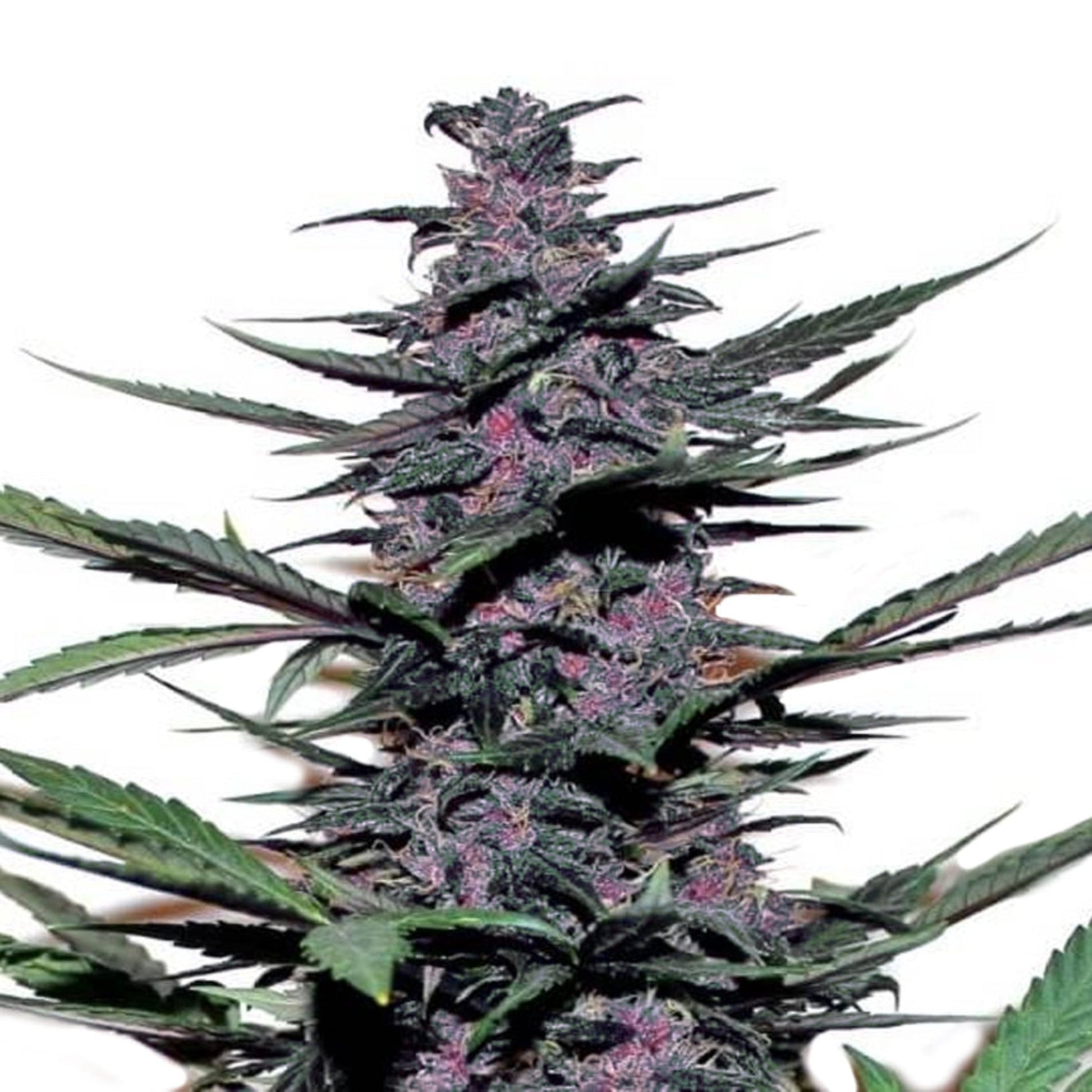 Weed Seeds Sirius Black Feminized Seeds 6 Pack