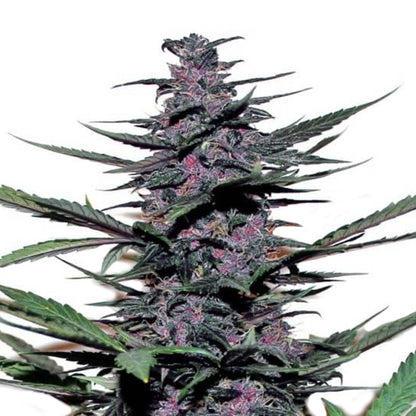 Weed Seeds Sirius Black Feminized Seeds 6 Pack