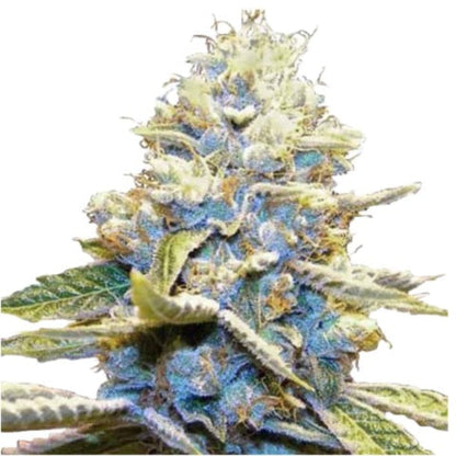 Weed Seeds Skywalker Autoflower Seeds 6pk