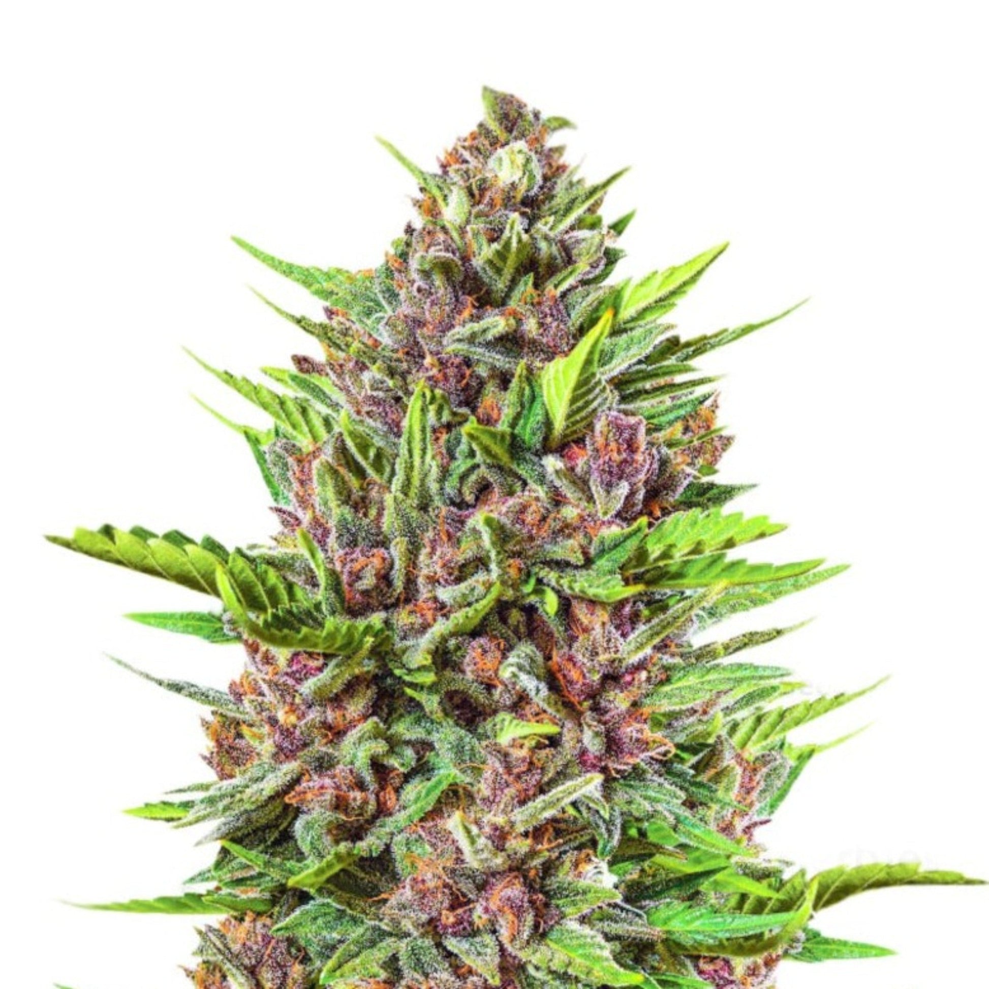 Weed Seeds Strawberry Gummy Autoflower Seeds 6