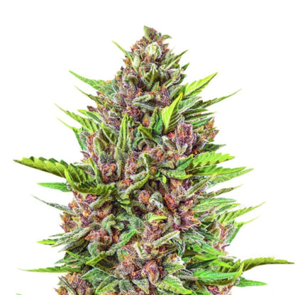 Weed Seeds Strawberry Gummy Autoflower Feminized Seeds 6