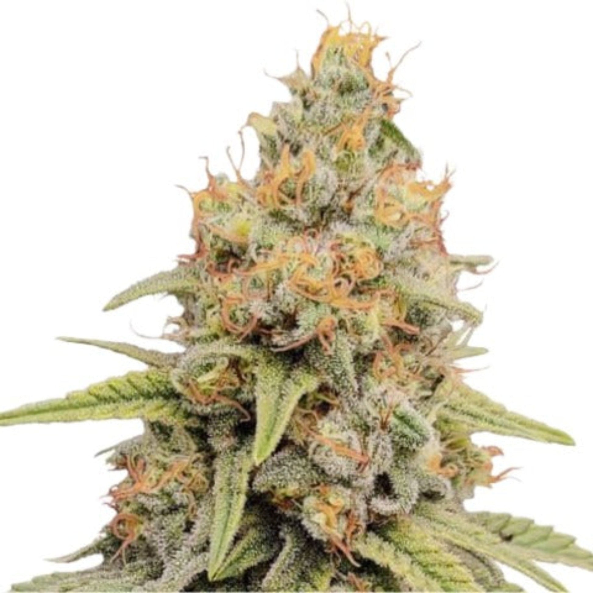 Nasha Genetics Strawberry Kush Feminized Seeds 6 Pack