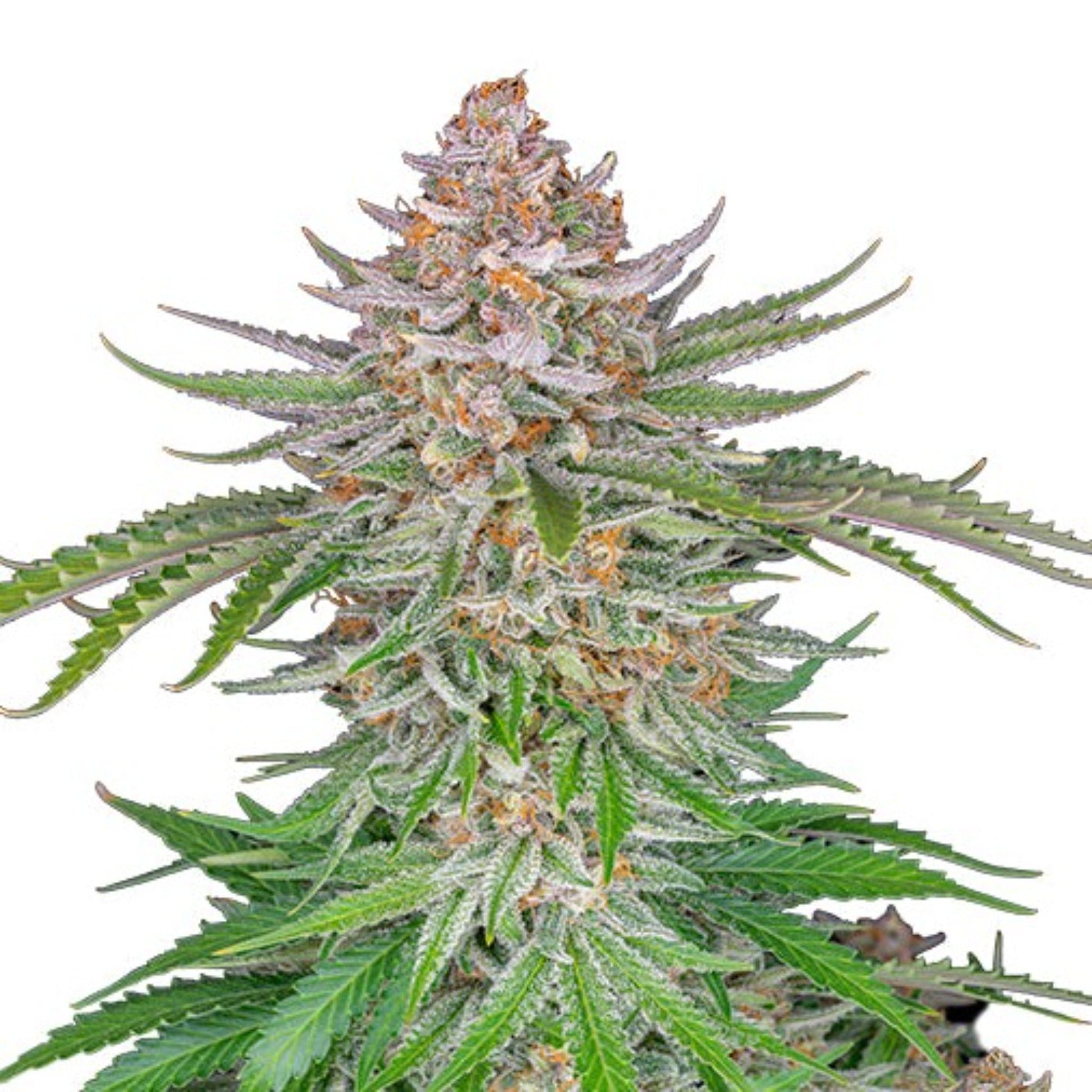 Weed Seeds Strawberry Pie Autoflower Seeds 6 Pack