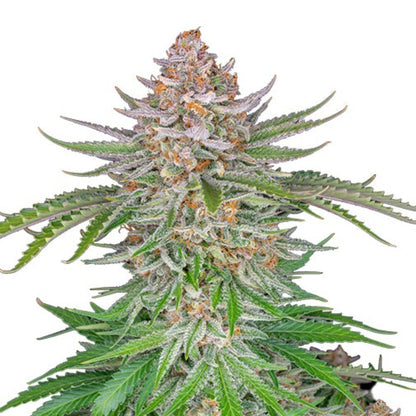 Weed Seeds Strawberry Pie Autoflower Seeds 6 Pack