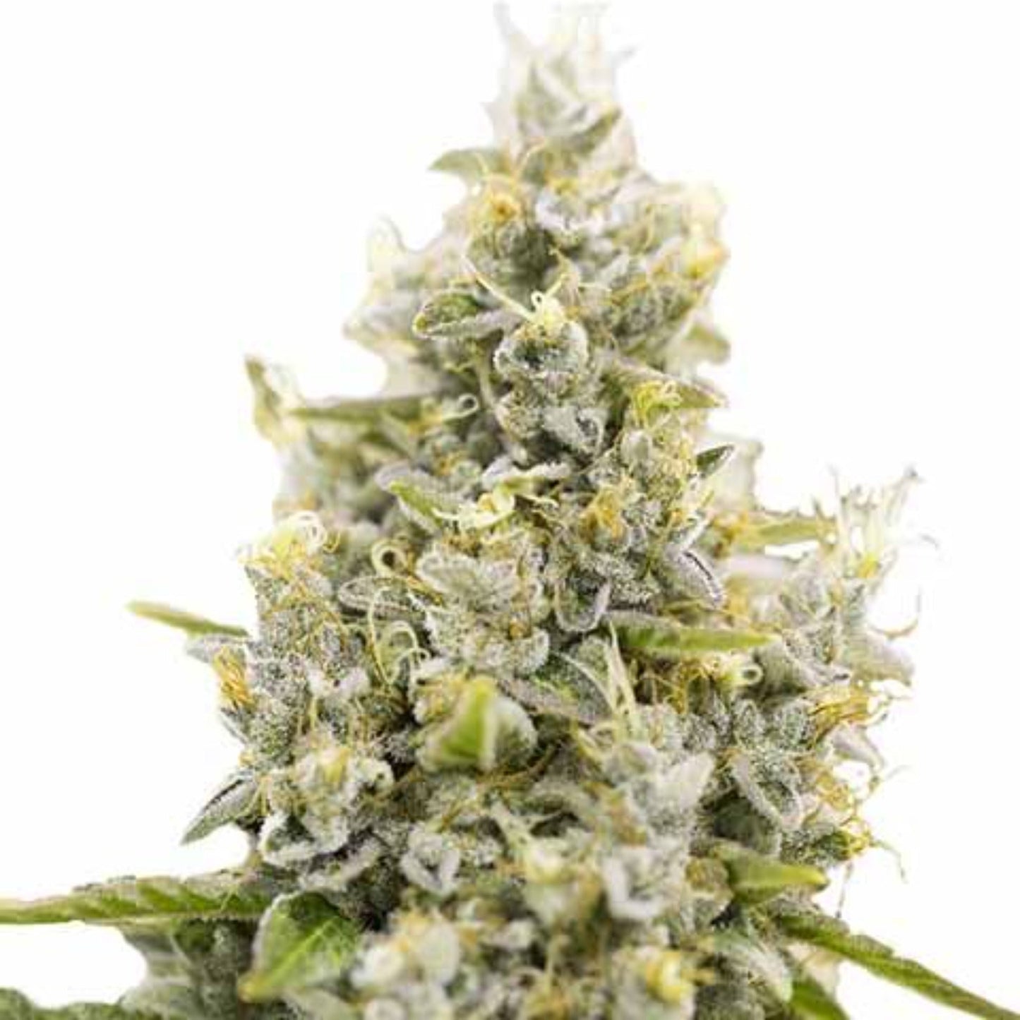 Nasha Genetics Sunset Sherbet Autoflower Seeds 6 Pack