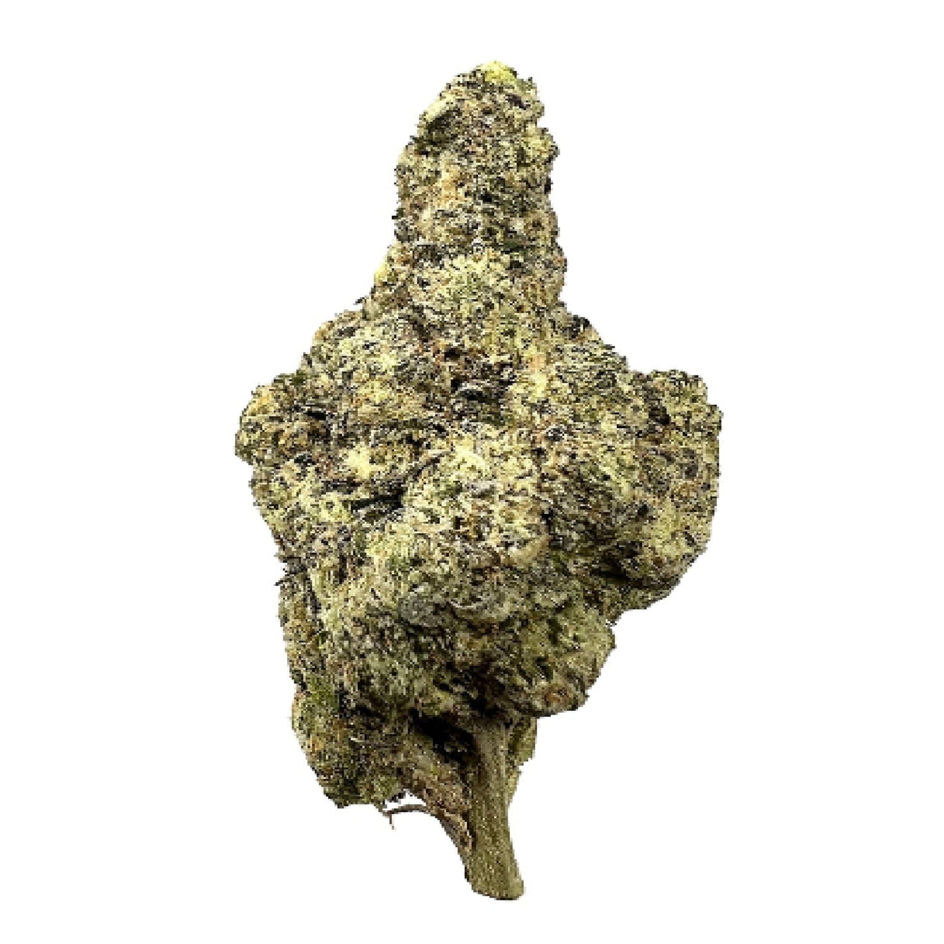 Emerald 2.0 Top Shelf Sherbanger THCa Flower 3.5g