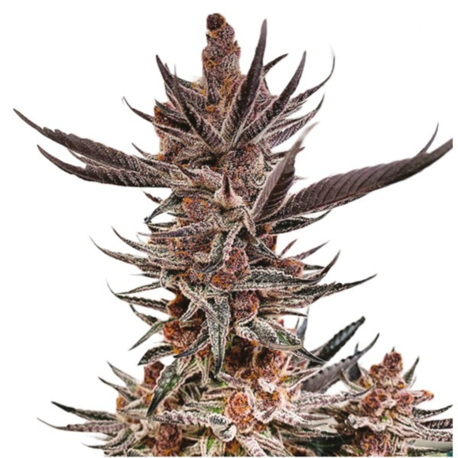 Weed Seeds Tropical Cookies Autoflower Seeds 6