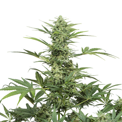 Watermelon OG Autoflower Seeds 6 Pack