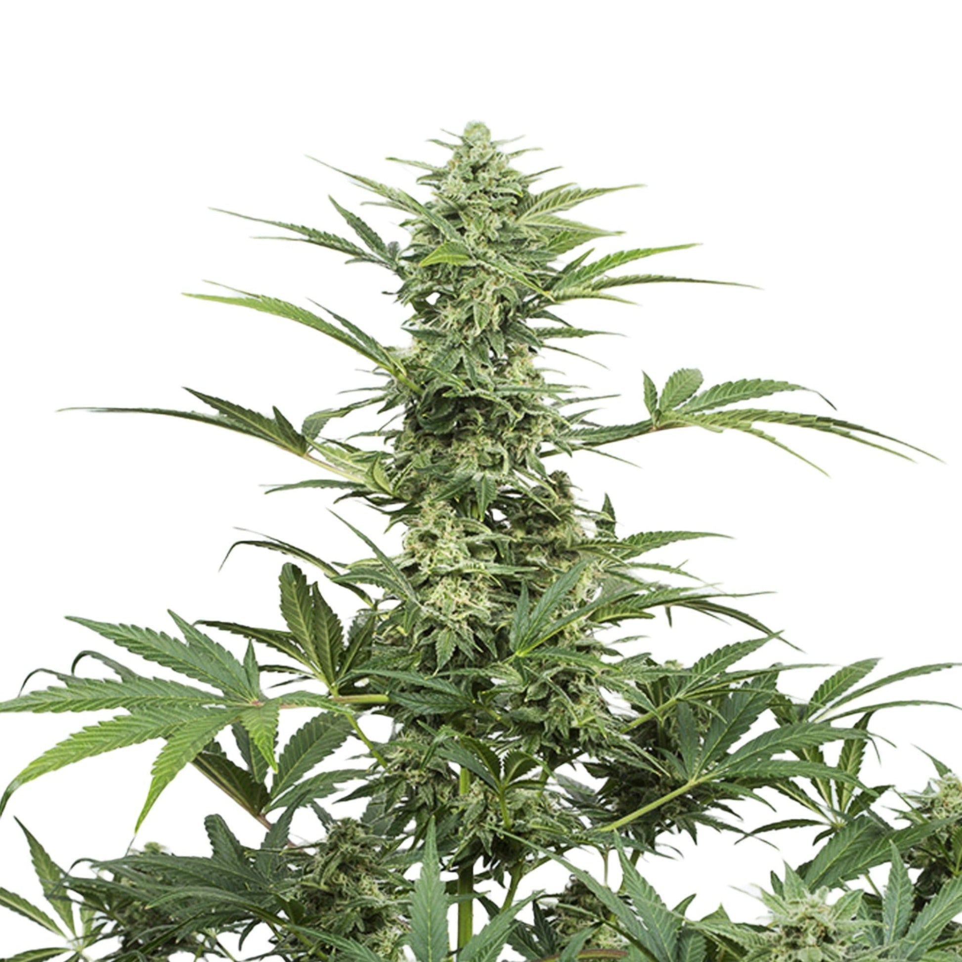 Weed Seeds Watermelon Og Autoflower Feminized Seeds 6