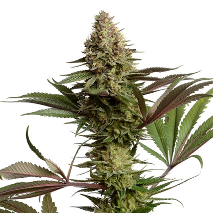 Weed Seeds Wauto Dowg Autoflower Feminized Seeds 3pk