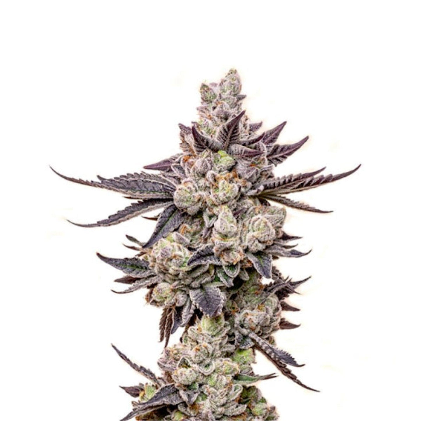 Weed Seeds Wedding Cake Autoflower Seeds 6