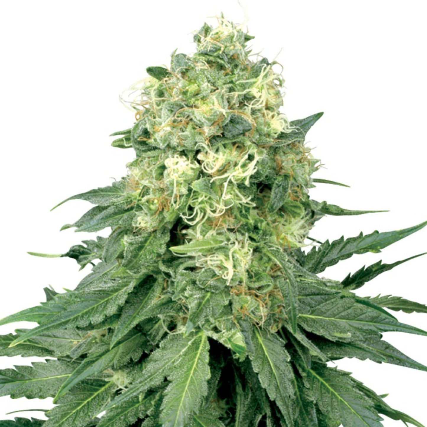 White Widow Meth Autoflower Seeds 6