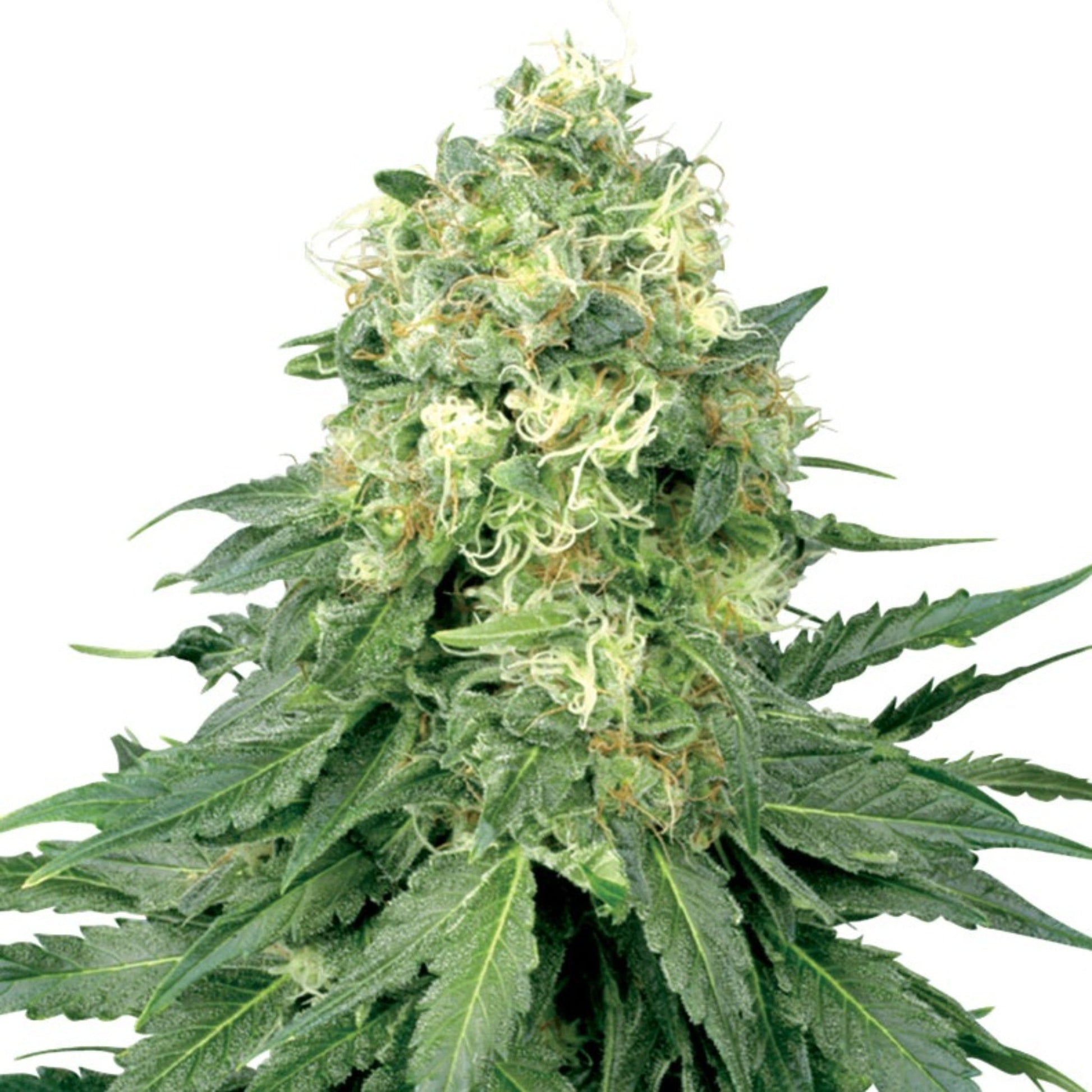 White Widow Meth Autoflower Seeds 6