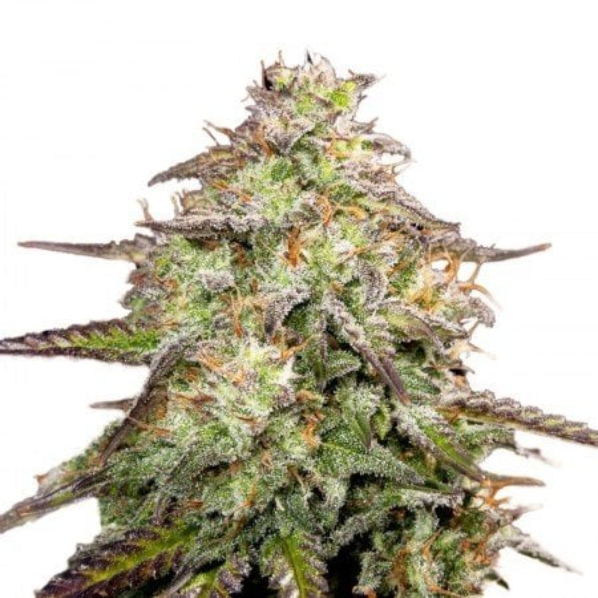Yumboldt Banana Feminized Seeds 6